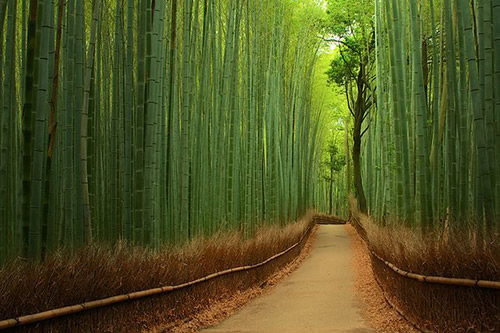 έπιπλα μπαμπού-επιπλα ρατταν